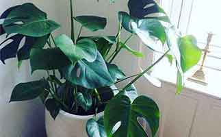 除甲醛植物排名，最有效的除甲醛植物是誰(shuí)？