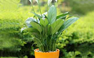 除甲醛植物就能去除新房甲醛了？別在騙自己了