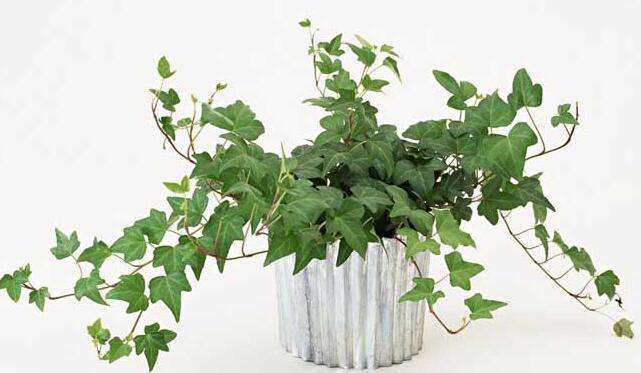 除甲醛植物排名