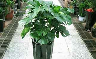 廣州除甲醛植物排名，最有效的植物到底是誰(shuí)？