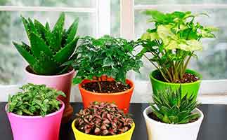 去甲醛的植物應(yīng)該如何打理？