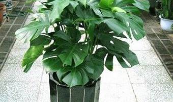 除甲醛植物去除甲醛的效果到底怎么樣？