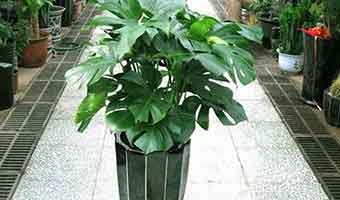 除甲醛植物如何選擇最佳？什么除甲醛植物好