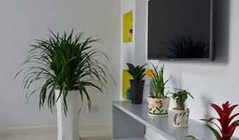 新房擺放除甲醛植物有什么講究嗎？